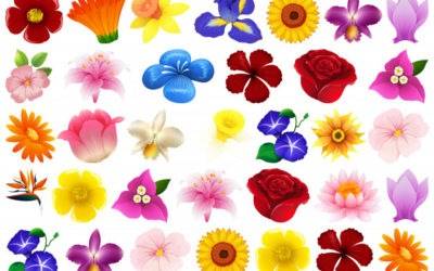 Simbología de los colores en las flores